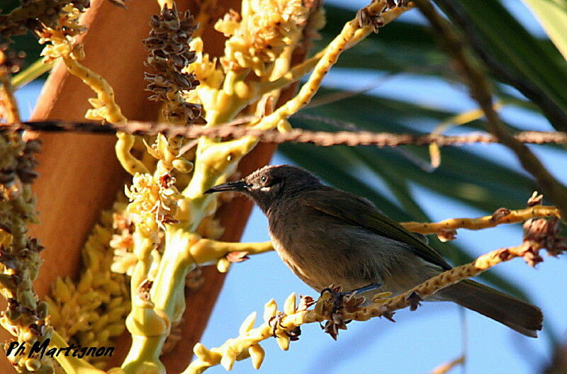 Grey-eared Honeyeater, identification