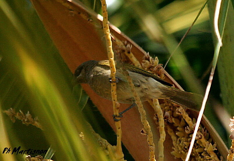 Grey-eared Honeyeater