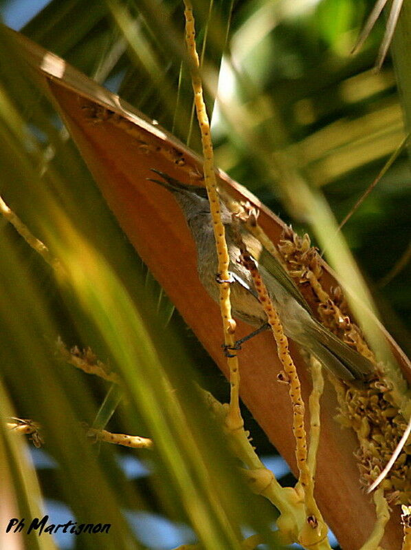 Grey-eared Honeyeater