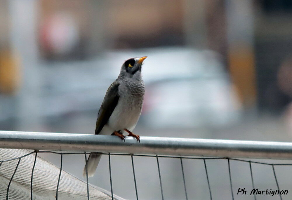 Méliphage bruyant, identification