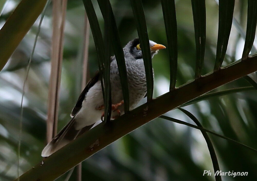 Méliphage bruyant, identification