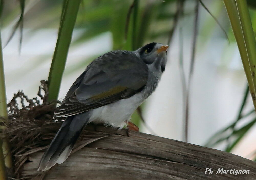 Méliphage bruyant, identification