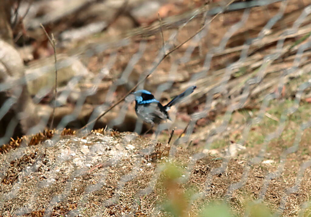 Mérion superbe, identification