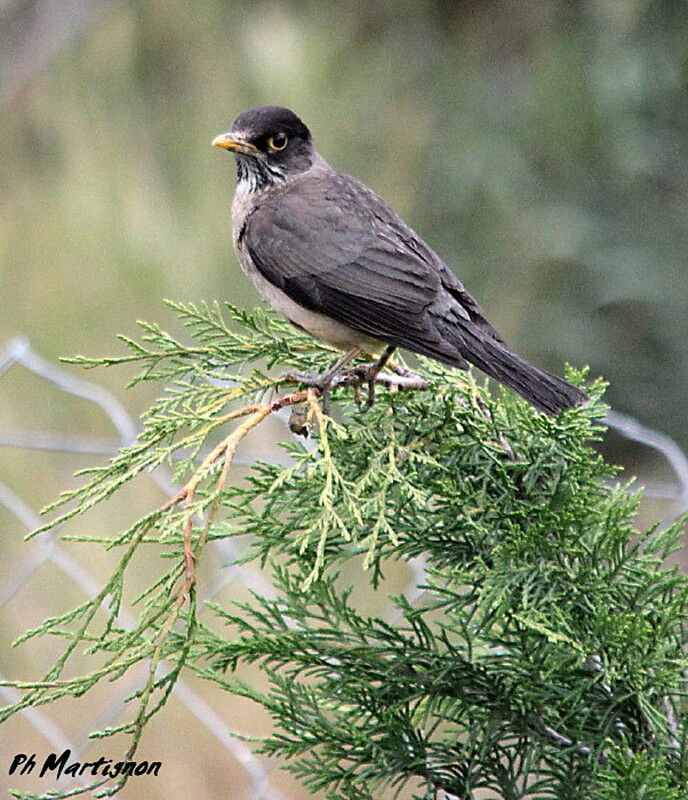 Austral Thrush