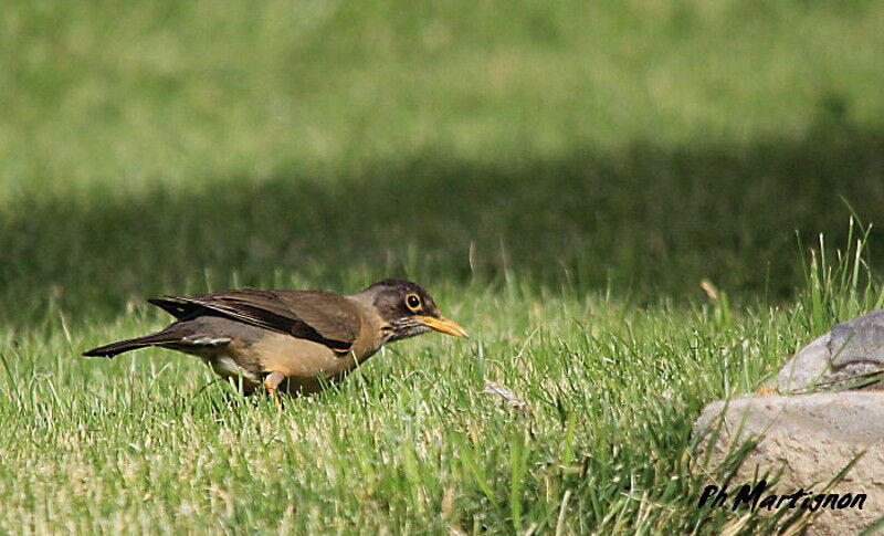 Austral Thrush