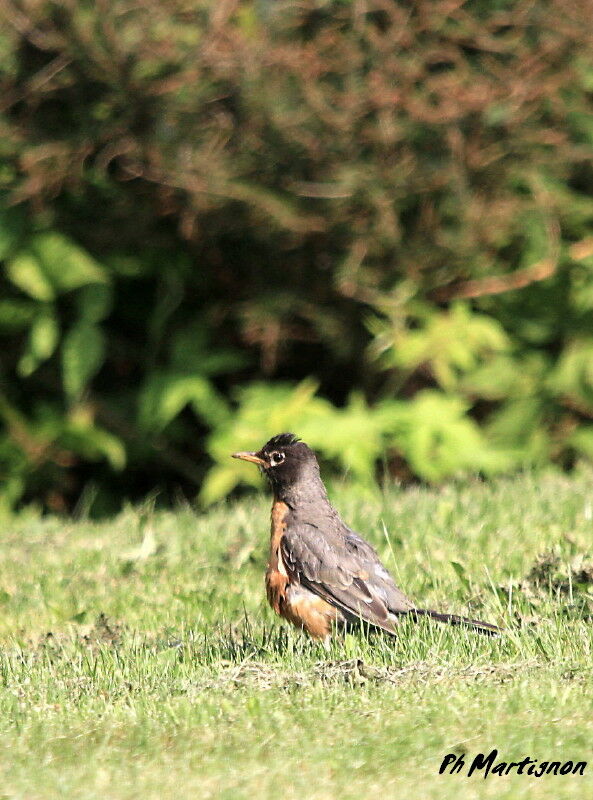 American Robin