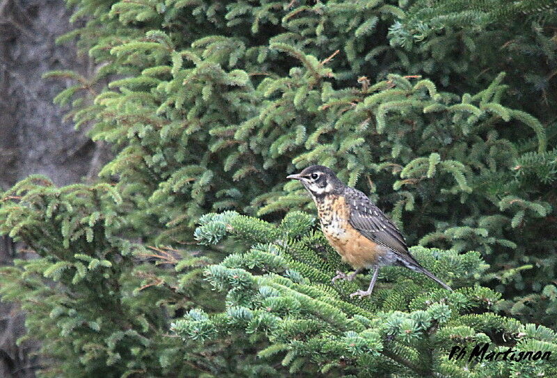 American Robin