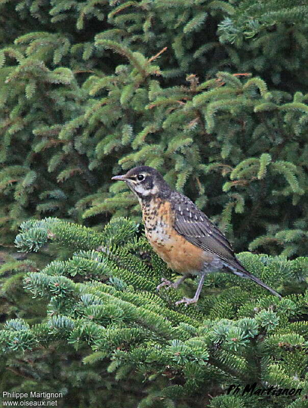 Merle d'Amériquejuvénile, identification