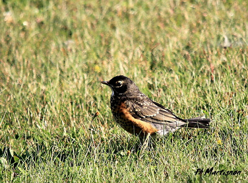 American Robin