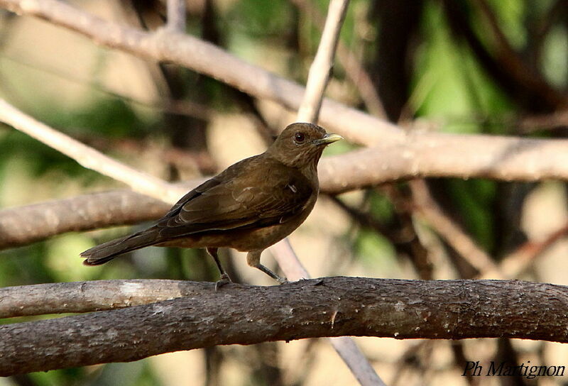 Merle fauve, identification