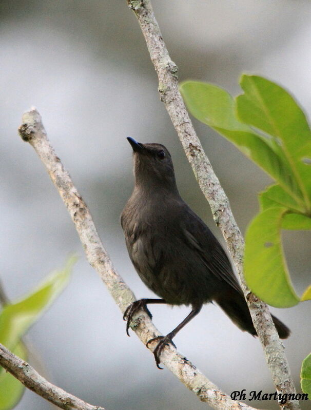 Clay-colored Thrush