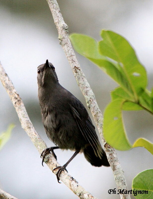 Clay-colored Thrush