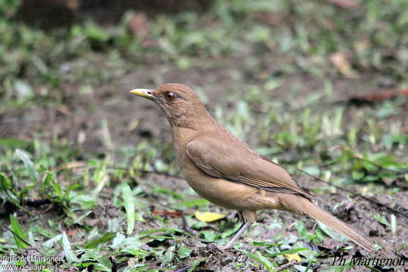 Clay-colored Thrushadult