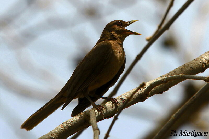 Merle fauve, identification