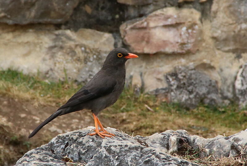 Great Thrush, identification