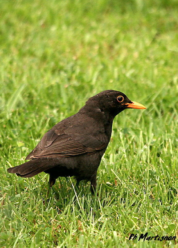 Merle noir mâle, identification