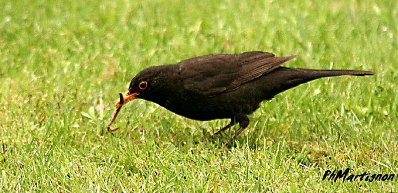 Merle noir mâle, régime