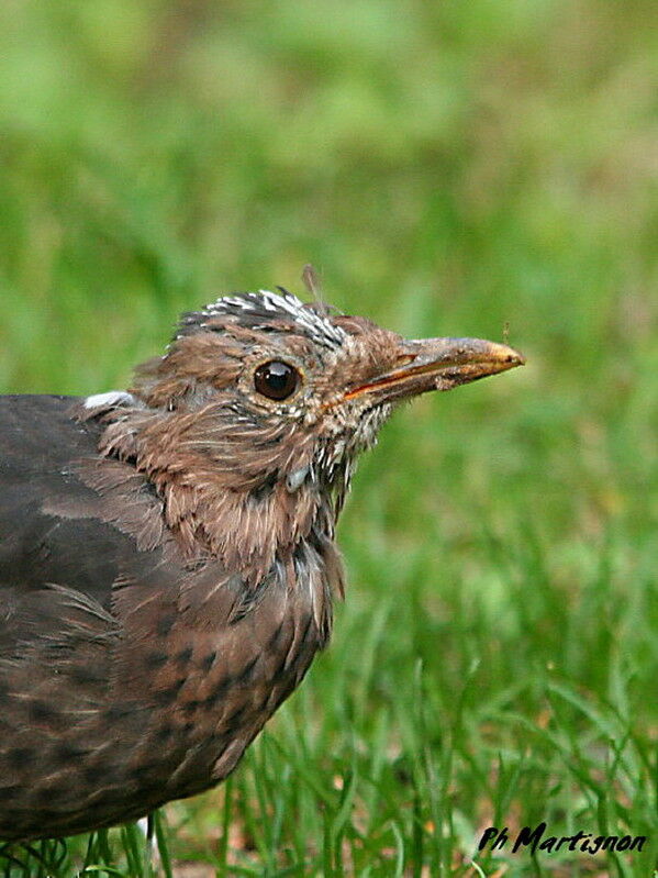 Common Blackbird female