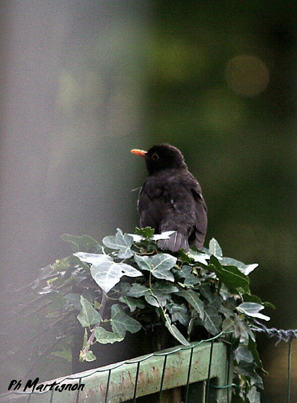 Common Blackbird