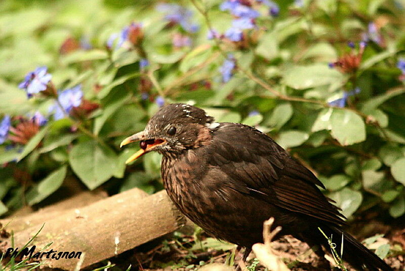 Common Blackbird