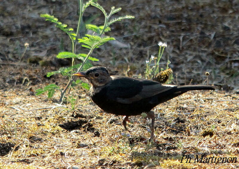 Merle noirjuvénile, identification