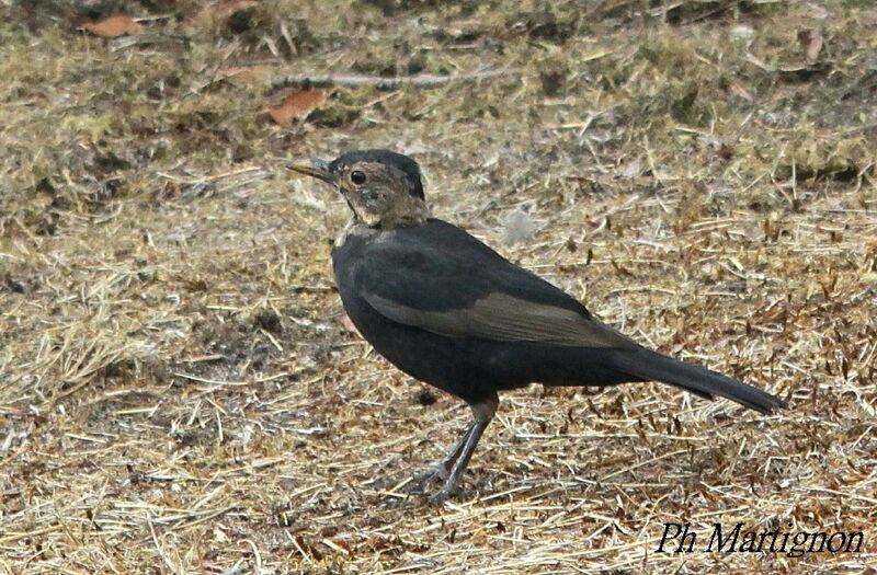 Merle noirjuvénile, identification