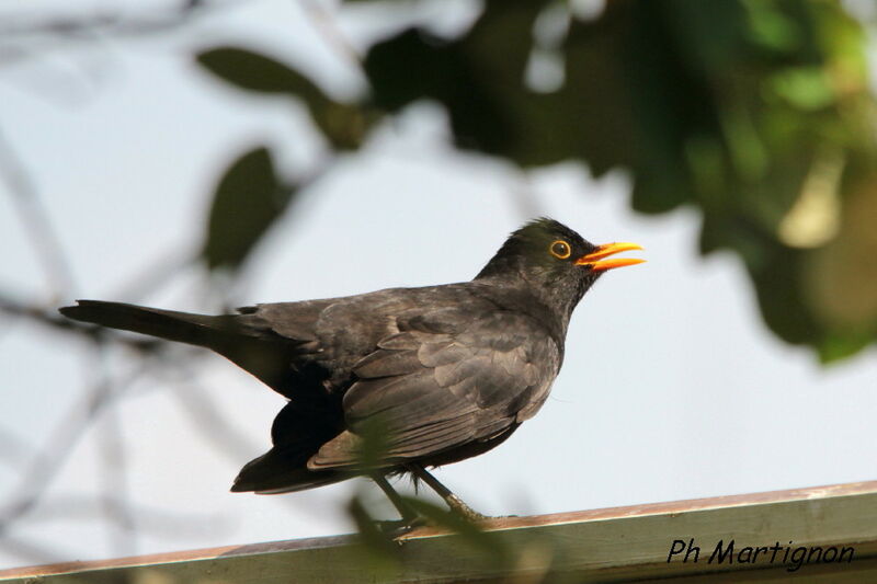 Common Blackbird male, identification