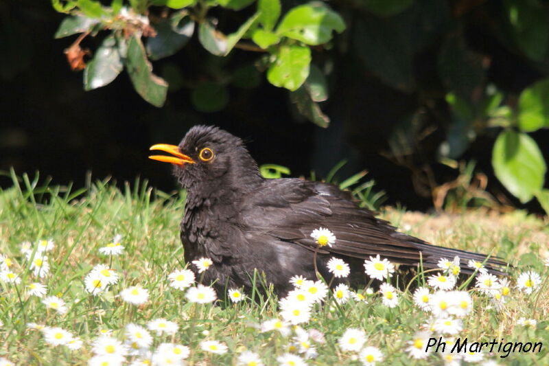 Common Blackbird male, identification