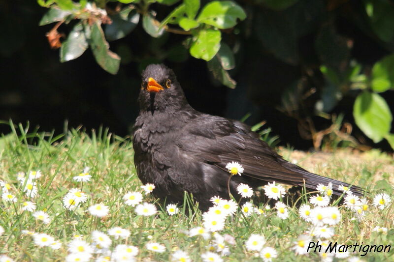 Common Blackbird male, identification