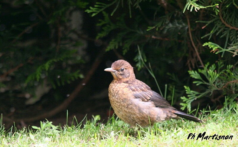 Common Blackbirdjuvenile, identification