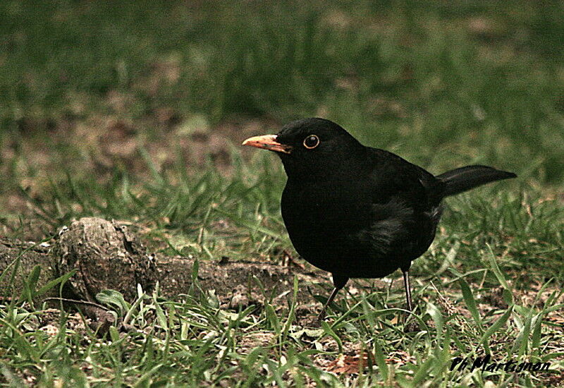 Merle noir mâle, identification