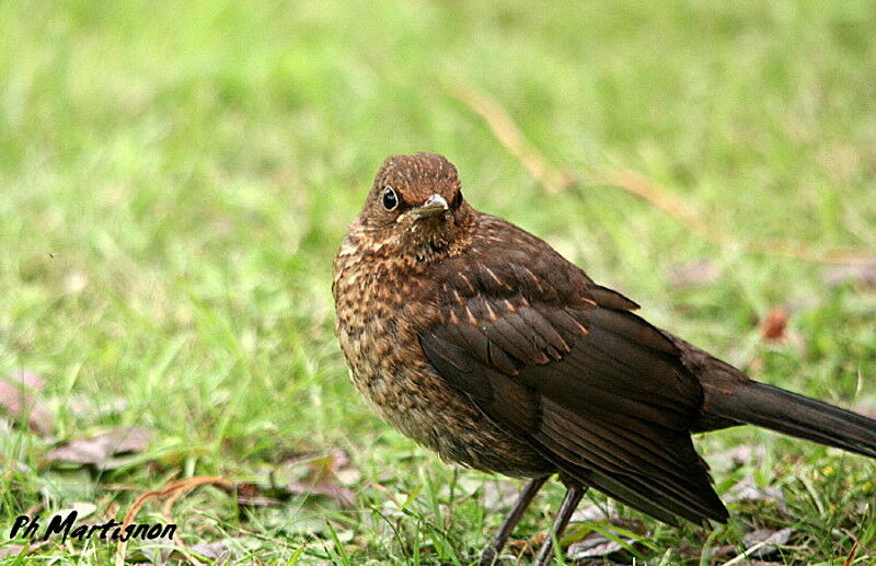 Merle noirjuvénile, identification