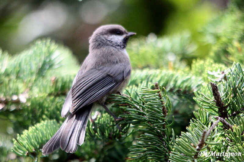 Boreal Chickadee