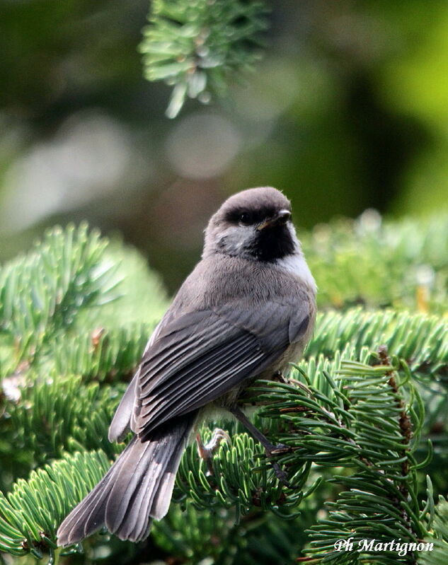 Mésange à tête brune