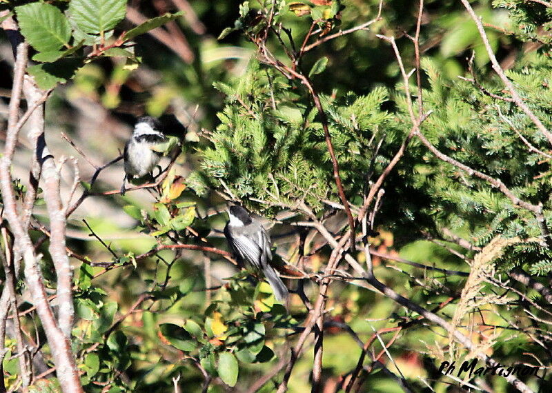 Mésange à tête noire