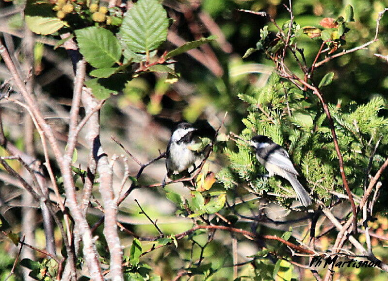 Mésange à tête noire