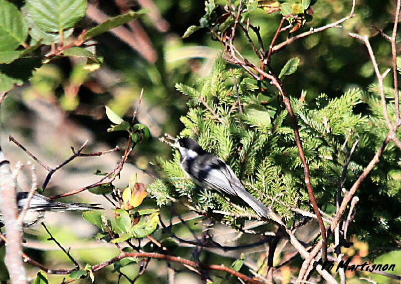 Mésange à tête noire