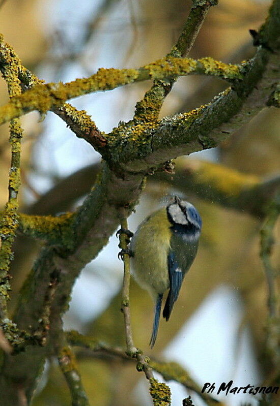 Eurasian Blue Tit