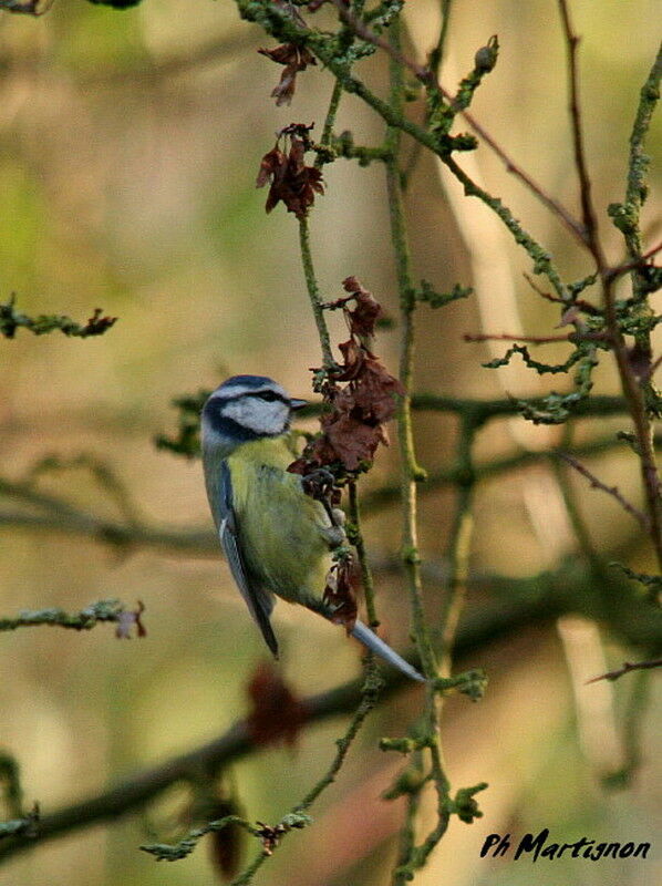 Eurasian Blue Tit, identification