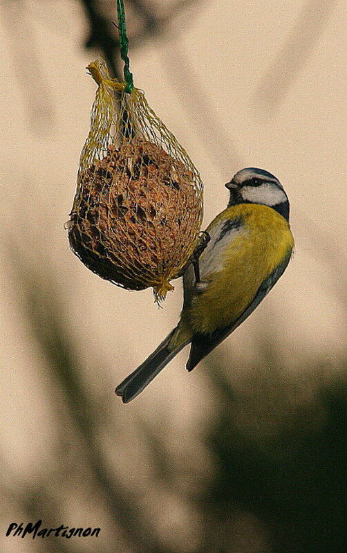 Eurasian Blue Tit, identification, feeding habits