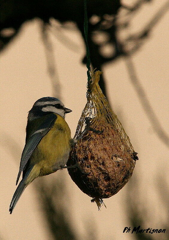 Eurasian Blue Tit, identification, feeding habits