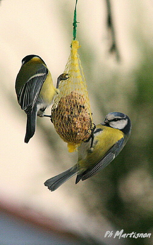 Mésange bleue, identification, régime