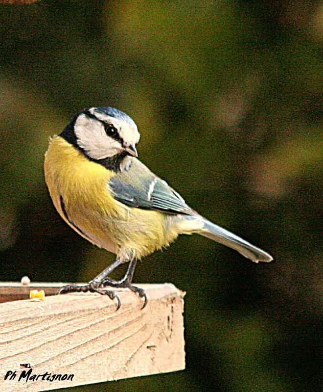 Eurasian Blue Tit, identification