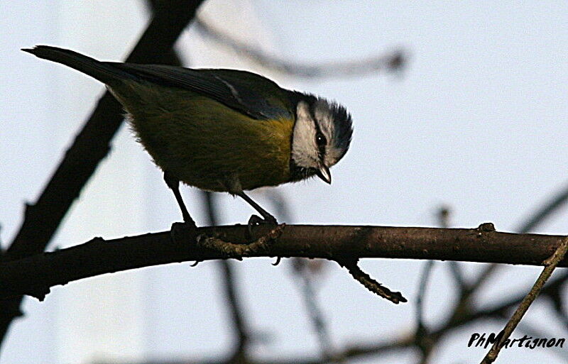 Eurasian Blue Tit, identification