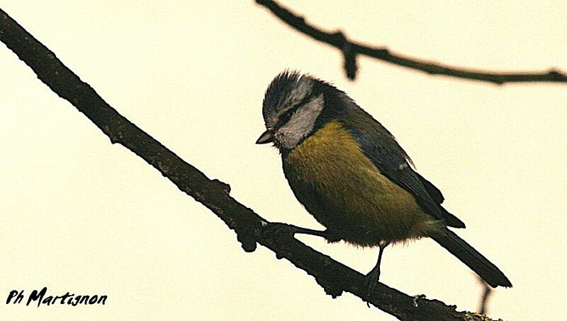 Eurasian Blue Tit, identification