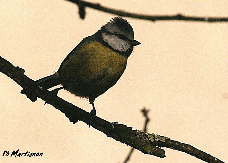 Eurasian Blue Tit, identification