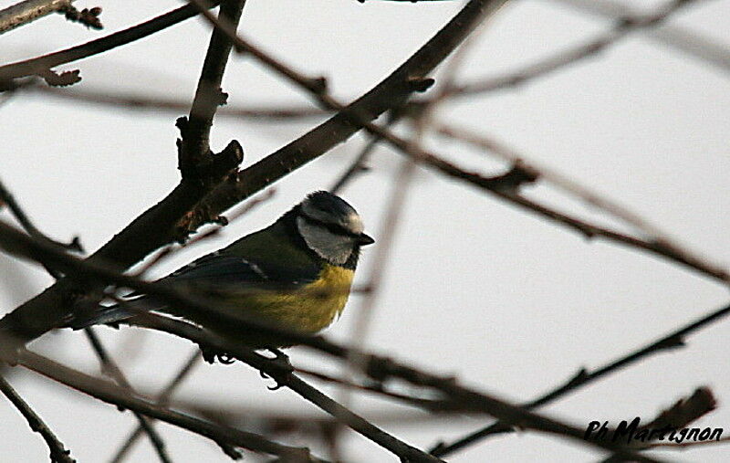 Eurasian Blue Tit