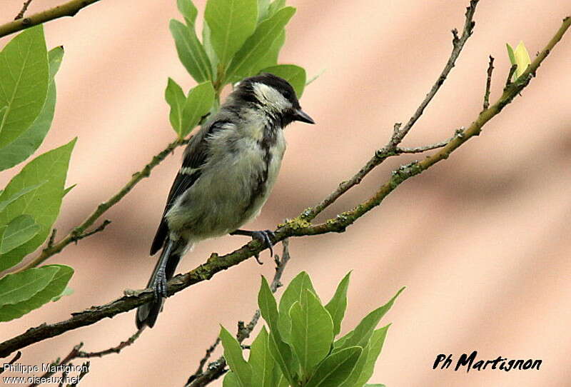 Great TitFirst year, moulting