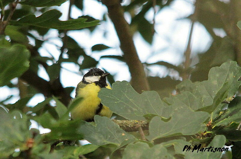 Mésange charbonnière