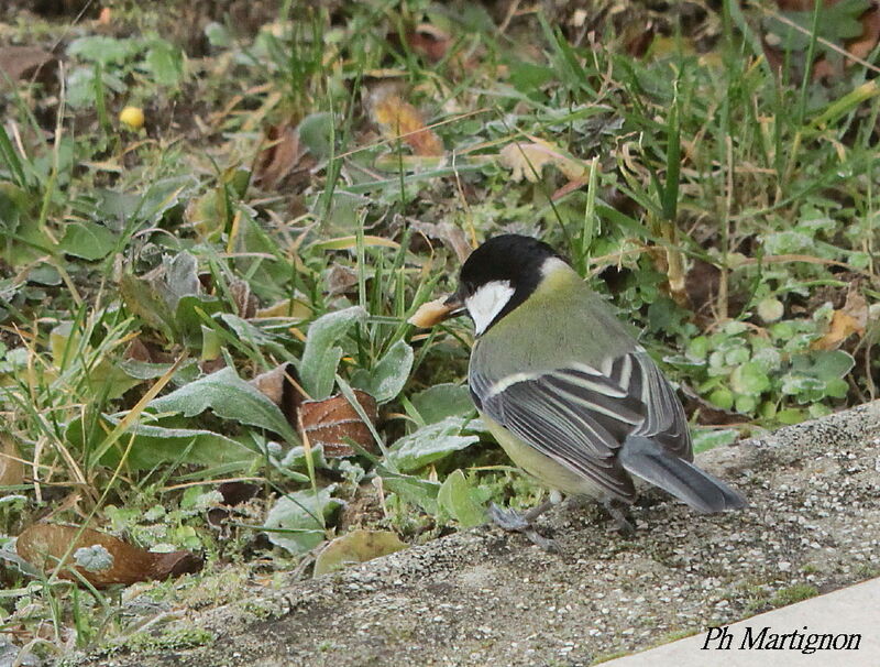 Mésange charbonnière, identification, mange